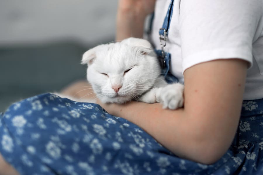 Visalia emergency animal hospital