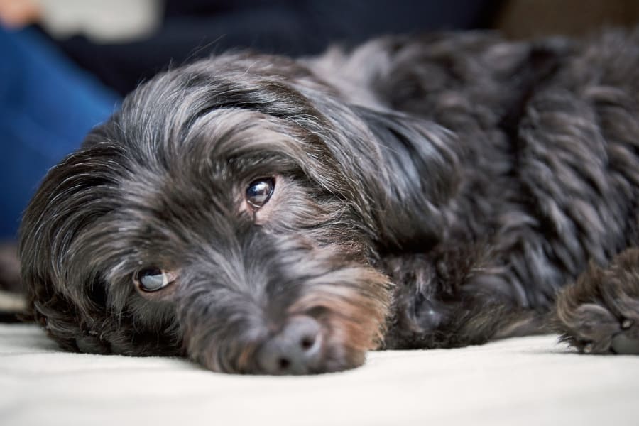 Visalia emergency animal hospital