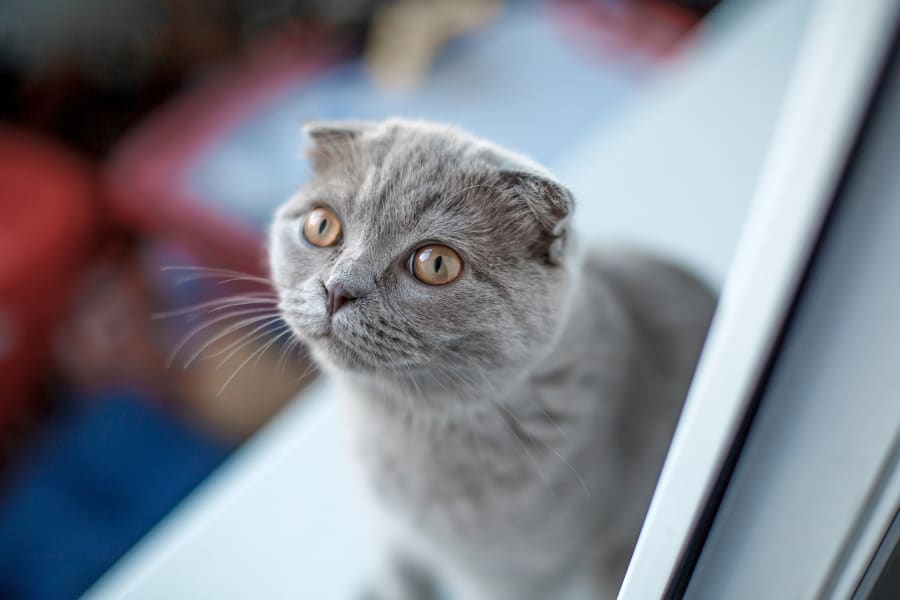 Visalia emergency animal hospital